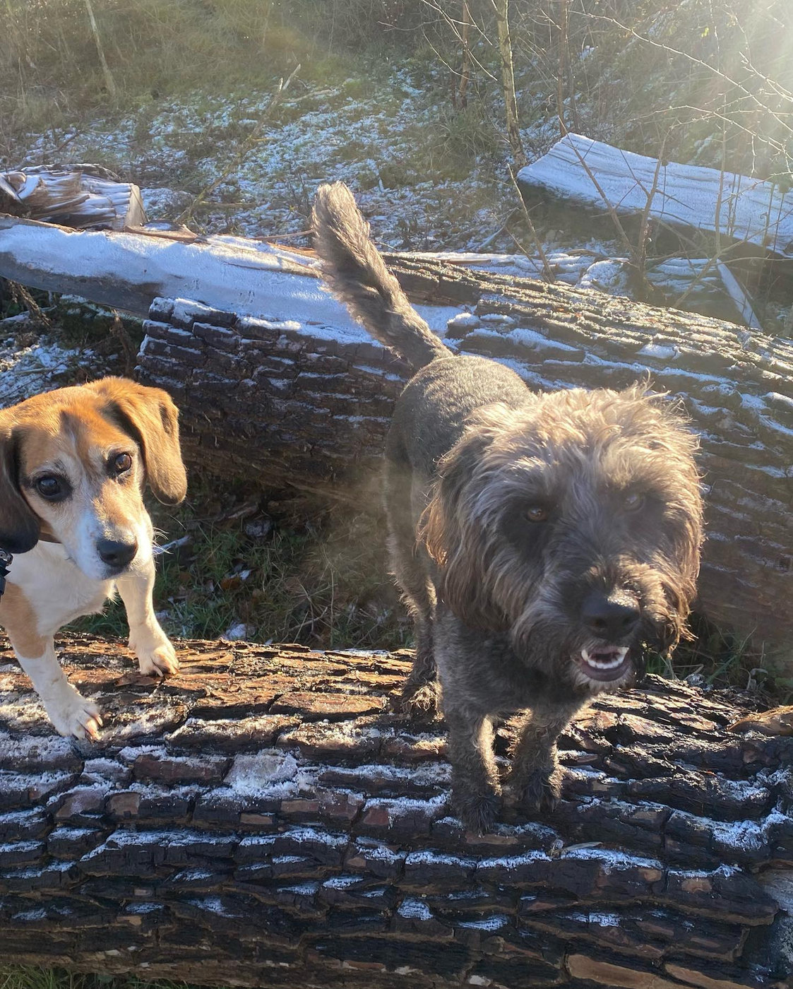 A beagle and a terrier playing on a fallen log