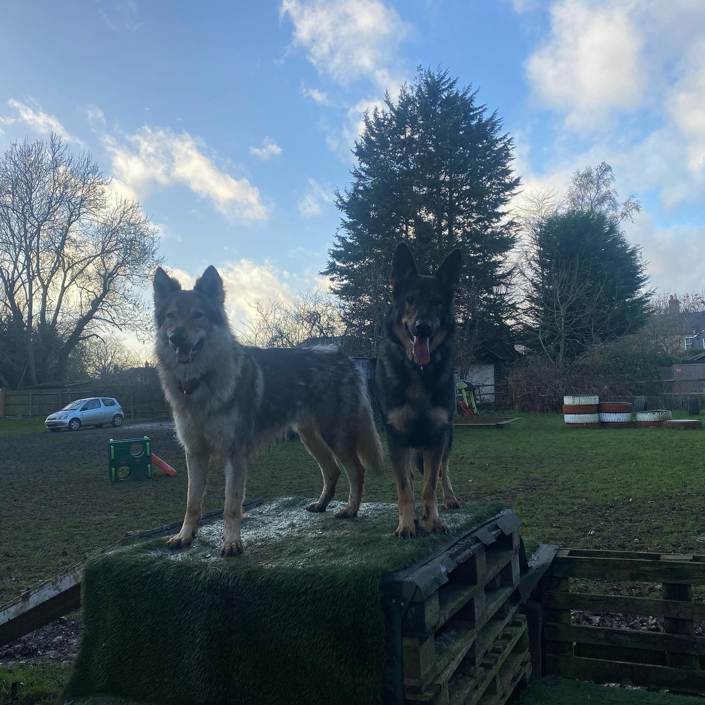 Two large dogs posing together on a frosty morning