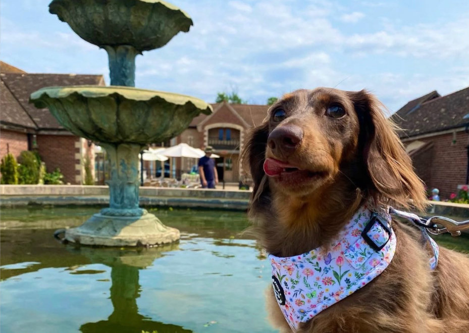 A long haired dachshund smiling beside a garden fountain
