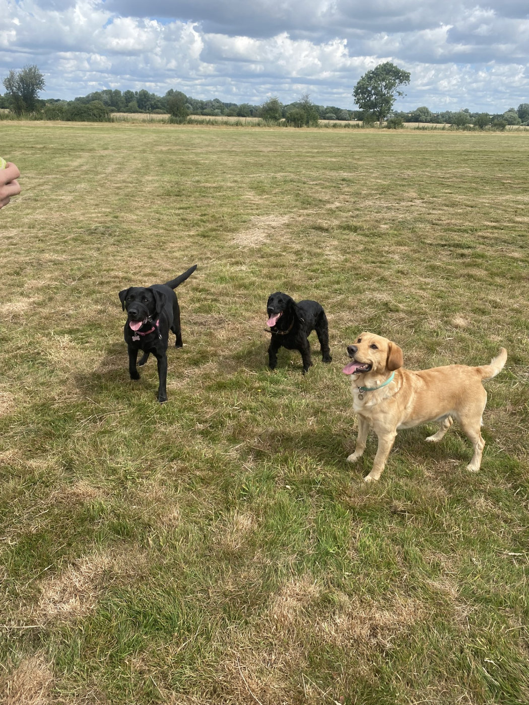 Three dogs running together across a green field on a group walk