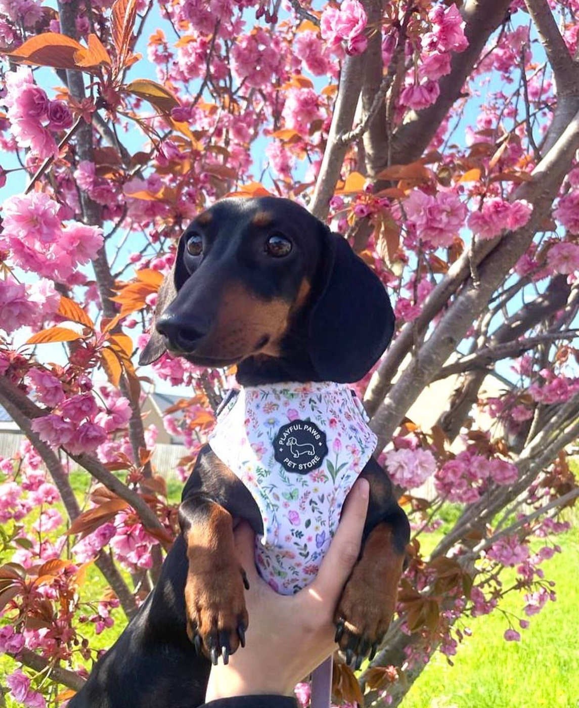 A black and tan dachshund held up in front of pink blossom