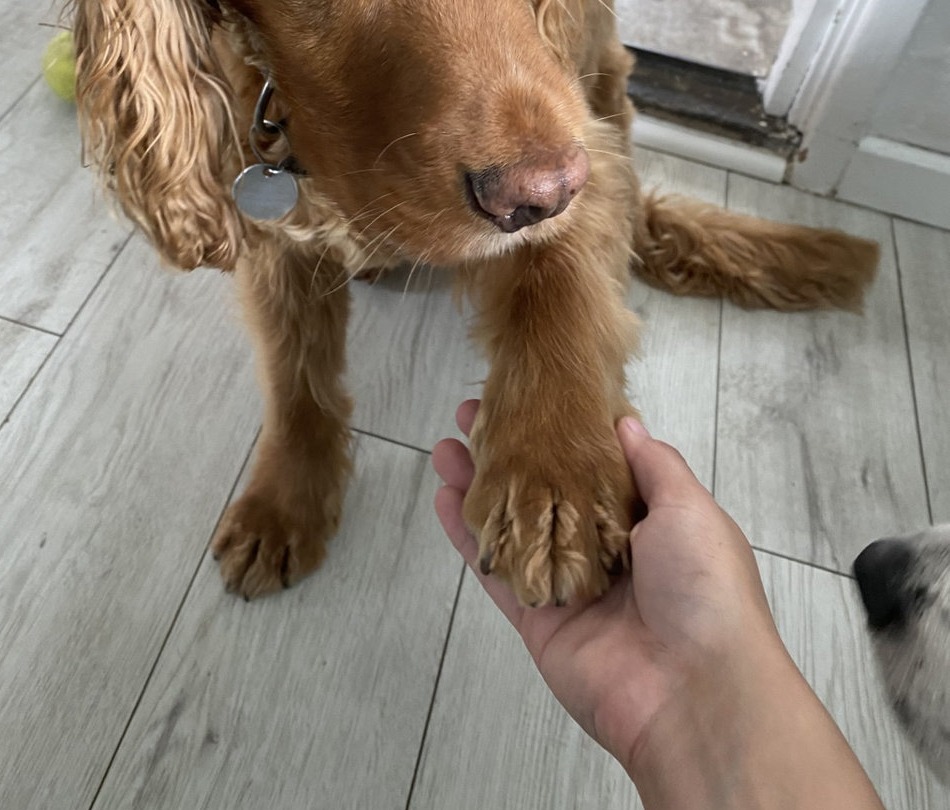 A hand gently holding a golden cocker spaniel's paw for a nail trim