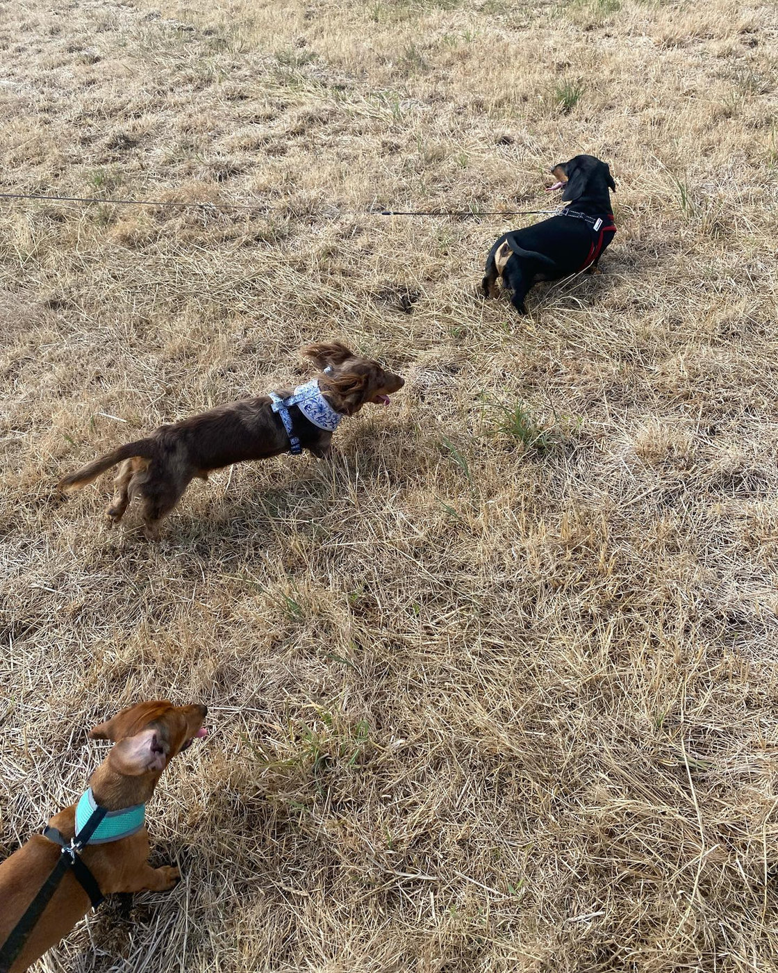 Dachshunds enjoying a sunny walk in a field