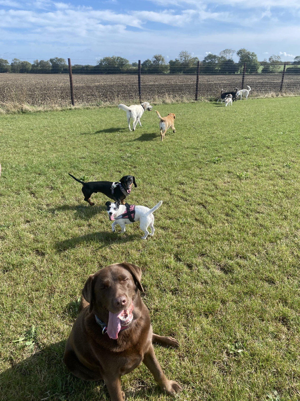 Dogs playing off lead in a large fully enclosed dog field