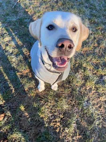 A happy labrador looking up at the camera