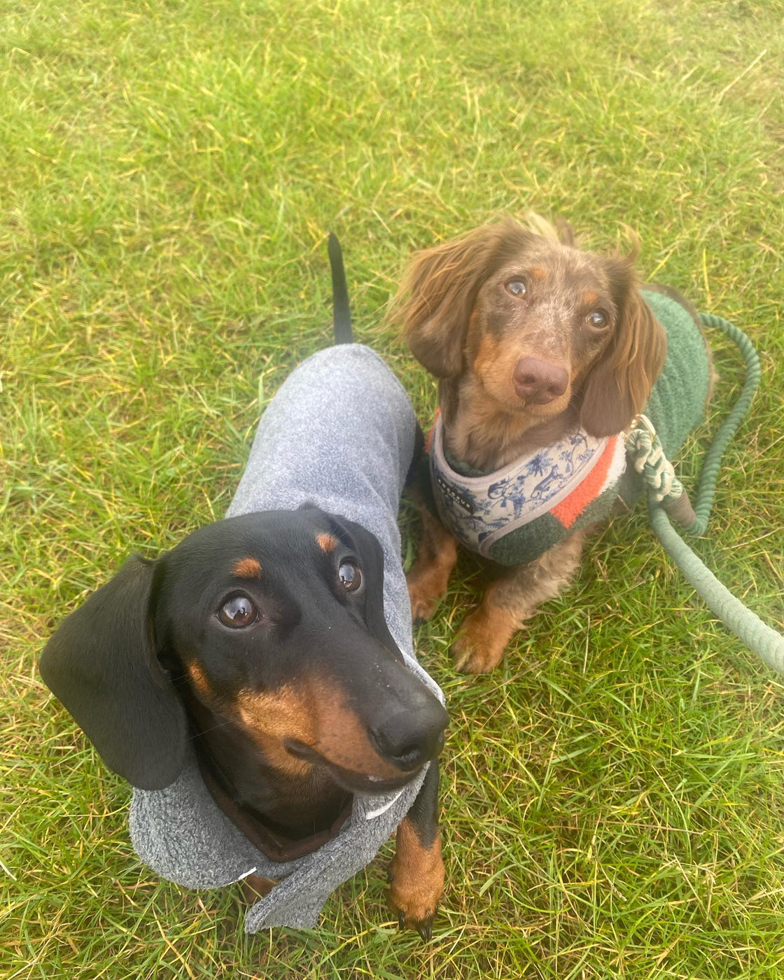 A dachshund and a spaniel in matching coats on the grass