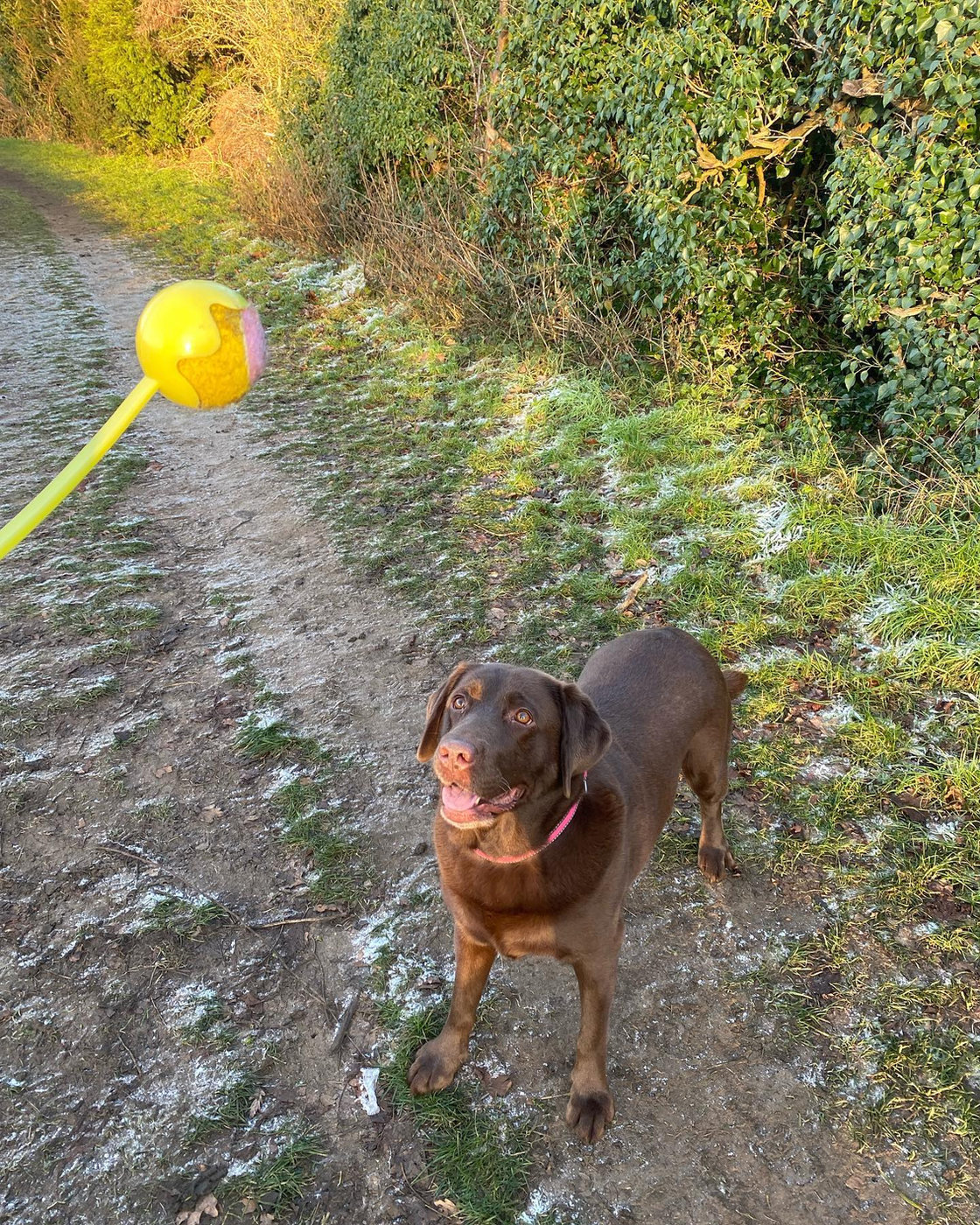 A chocolate labrador catching a ball on a country path