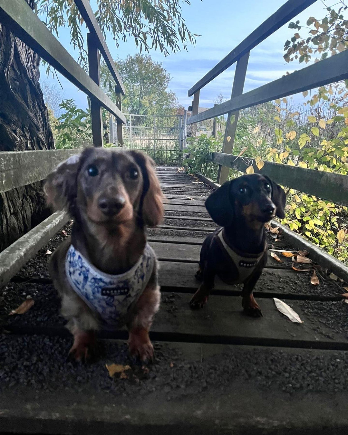 Two dachshunds sitting on a wooden bridge